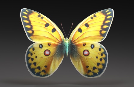 蝴蝶 - 青豹蛱蝶