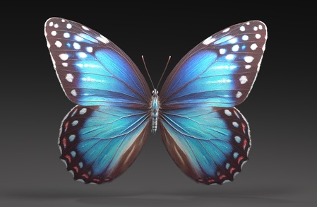 蝴蝶 - 美神花蝶