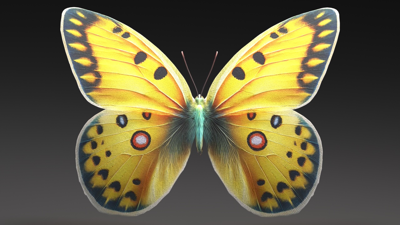 Butterfly - Damora sagana